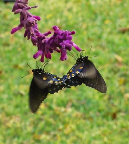 Butterfly Pair - Caught these two on Thanksgiving day. Beautiful