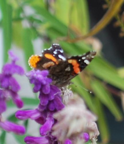 Texas Blooming and Butterfly - Thanksgiving and still with Butterflies.