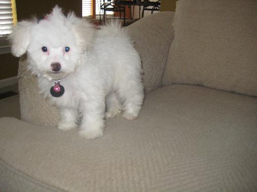 My Maltepoo - This is picture of my maltepoo puppy, Bella. She is so adorable!