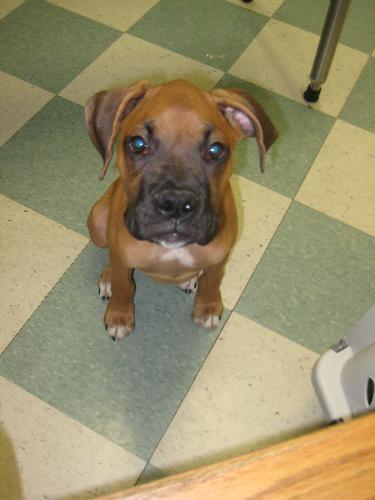 My Boxer Puppy - Picture of my Boxer puppy, Musa Bear.