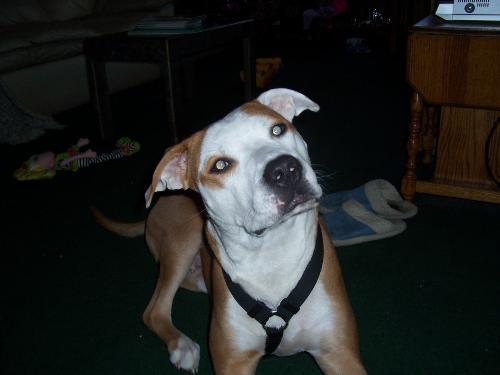 Daisy - Pit bull