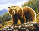 animal - its about animal..