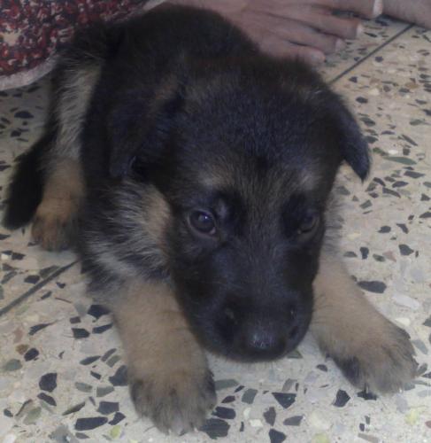 Alsetian Puppy - Our beloved puppy Raju.