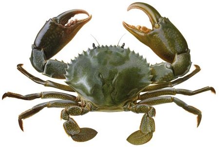 Crab - Seafood