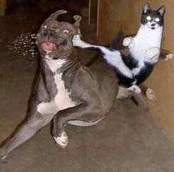 dog and cat fighting - fightng dogs and cats