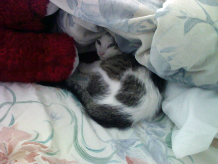 my kitten - my kitten (buddy)