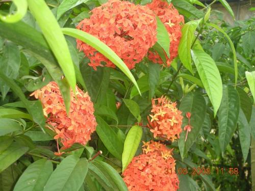 flowers - Enjoy these beautiful flowers!