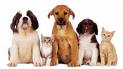 pets - pets