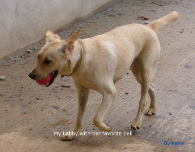 My Labby with her favorite ball - This is my lovely dog, playing with her favorite ball