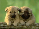 so lovely! - the bros must have been enjoying the sunshine!
