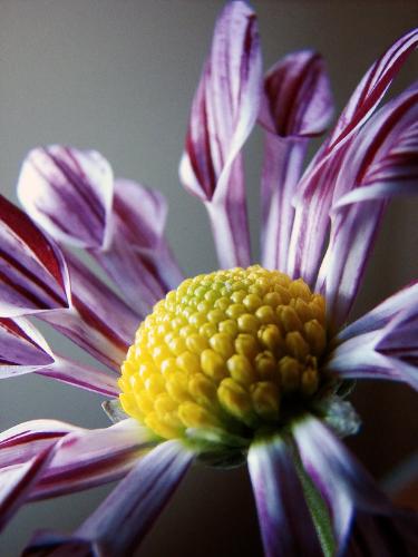 The forgoten one - The name befits this flower as I have forgotten its name but never it's beauty. I am partial to unique things and this flower is of no exception to that rule. I had a great time capturing this beauty. Enjoy :)