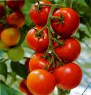 tomatoes - succulent! before i didn't know it's a kind of fruit =p