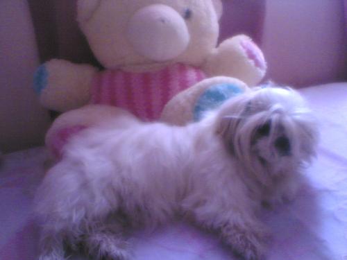 Dog named milky with teddy mildy - He is cute puppy named milky with a with hair and he is very nice he like to play with my teddy mildy he slept with me!