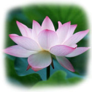 Lotus the flower of God - Lotus is a pure and pious flower, which belongs to God and it is God's own flower which he likes most.