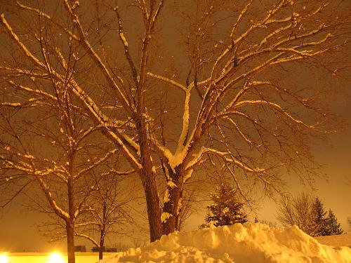 A tree in winter - A snow covered landscape and tree.