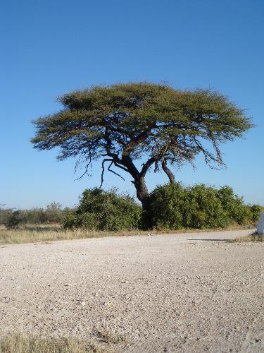 Acácia at Etosha - Acácia at Etosha, that´s the beuty of nature!!!