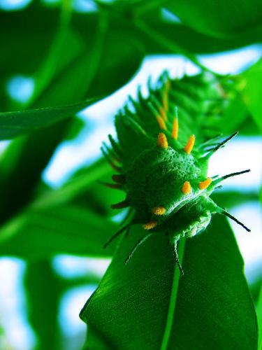 New World - A caterpillar I had the pleasure of shooting at the Biodome in Montreal :) New World - A caterpillar I had the pleasure of shooting at the Biodome in Montreal :)
