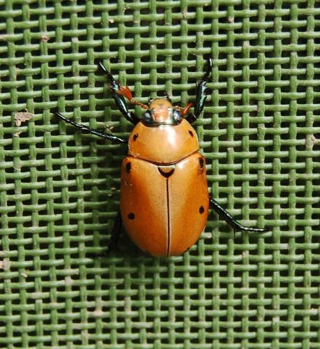 bug on chair - took while camping