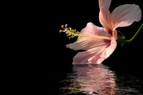 A tiny dip will do - A shot I got of a hibiscus flower