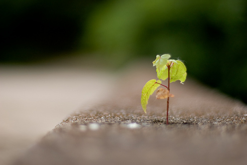 Small Plant - A small plant growing: the beginning of life.