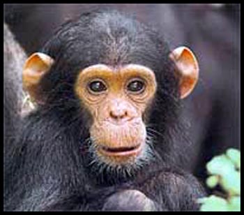 Chimpanzee has hair on head as well! - Chimpanzee has also hair on its head. So shave your heads ladies!