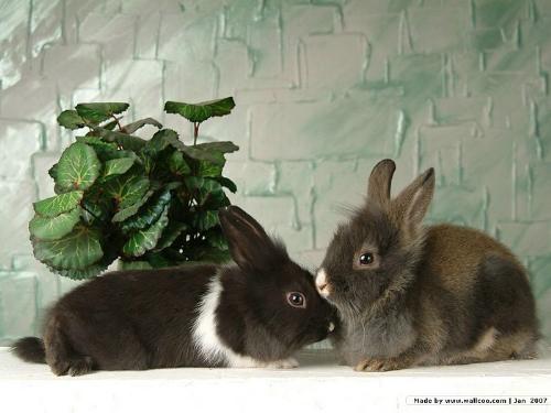 in love... - rabbits in love...