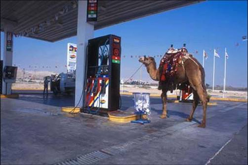 Camel Gas Station - Go ahead buddy, rub it in.