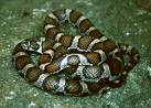 Snake !! - Snake !!
