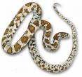 Snake !! - Snake !!