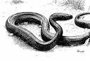 Snake !! - Snake !!