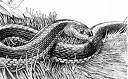Snake !! - Snake !!