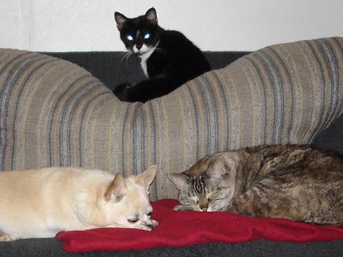 Tukey, Buttons and Boots - One big happy family.