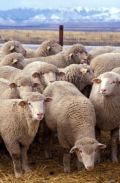 sheeps - sheeps for sacrifice