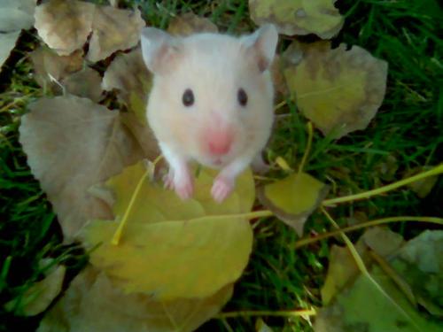 my pets - 0.0 i like them