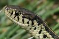 Snake !! - Snake !!