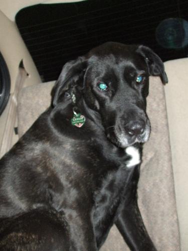Lexus 6 years old - This is my 6 year old dog Lexus. She is a mixed breed but I love her. He r mother was a 160 pound Black lab/ Pressa and her father was a 220 pound Cane Corso / Pressa. My girl right now is 120 just like her mom. In the summer she looses her love handles because she runs a lot behind the car and goes for lots of swins. But for the winter she usually gains a few extra, also shes been stealing the puppy food every chance she gets.
