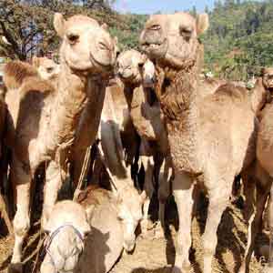 Camel - Enjoy life by taking a ride in camel.