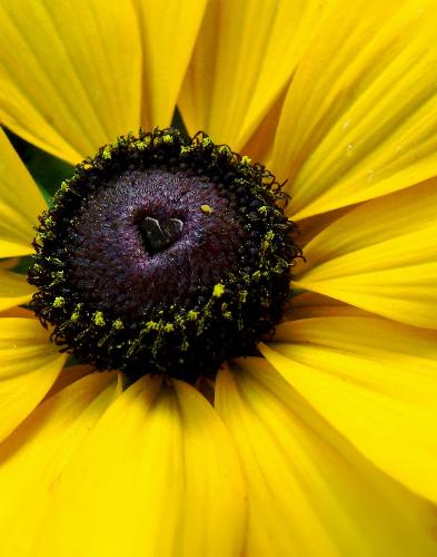 Black-eyed susan - Gift of love from nature