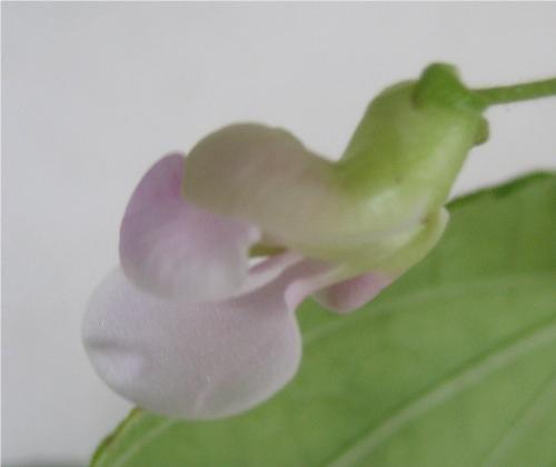 Common Bean - This flower grew from a dried bean taken from a packet we bought at the supermarket to make soup. I sprouted it and put the plant in a container of water with a little plant food and a month later it bloomed. Yesterday we ate a handful of green beans from the same plant. Yums.