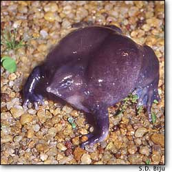 The Purple Frog - Scientists have given it the name Nasikabatrachus sahyadrensis, from the Sanskrit word for nose (nasika); batrachus, meaning frog; and Sahyadri, the name for its mountain home. "Its head appears too small for its body and it looks more like a squat, grumpy blob than a living creature." 