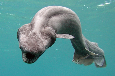 The frilled shark  - Scientists disagree over whether the frilled shark has survived for 380 milllion years, or a mere 95 million years. Only two living specimens have been found — both off the coast in Japan, in the late 19th century and again in 2007 — but they are sometimes caught accidentally by deep-sea fishing nets.