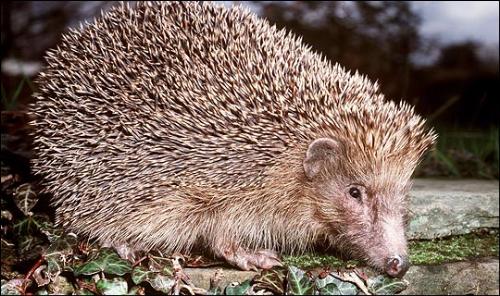hedgedog - I haven't ever seem a hedgedog. It only exists in the memory of the books in my childhood