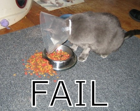 animal abusing - poor cat