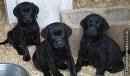 cute puppies of ma labrador - labrador puppies