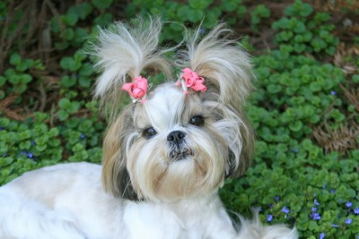 Shih Tzu - I wish to have like this. So cute