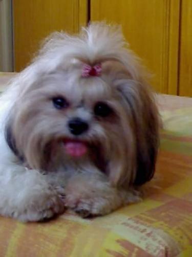 Aileen's pet - She's cute!!!