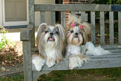 siblings shih tzu - The puppies are siblings. Male and female.