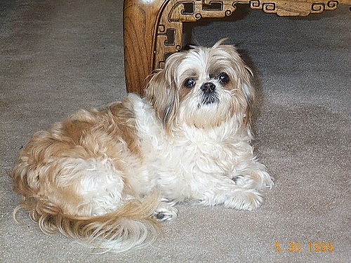 shih tzu - I love to have one like this.