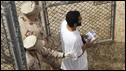 Inmates at Guantanamo - This is a photograph showing inmates at Guantanamo from the BBC news story associated with the link.