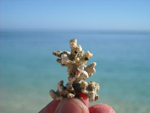 Coral  - Coral from Indian Ocean found on Mauritian beaches.